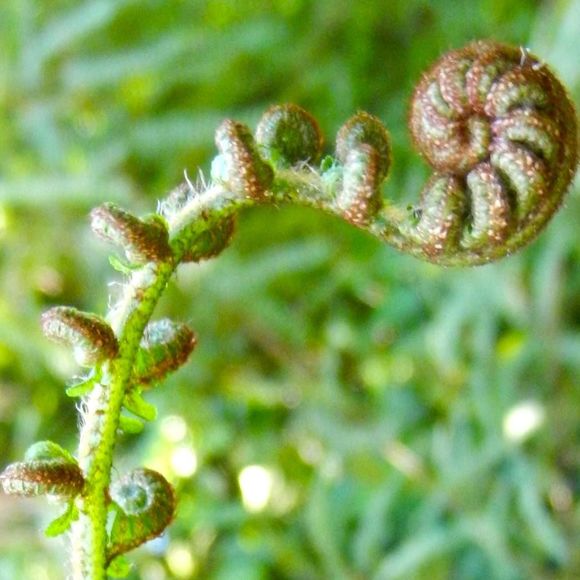 Meet your Posher, Julie - Picture 1 of 1